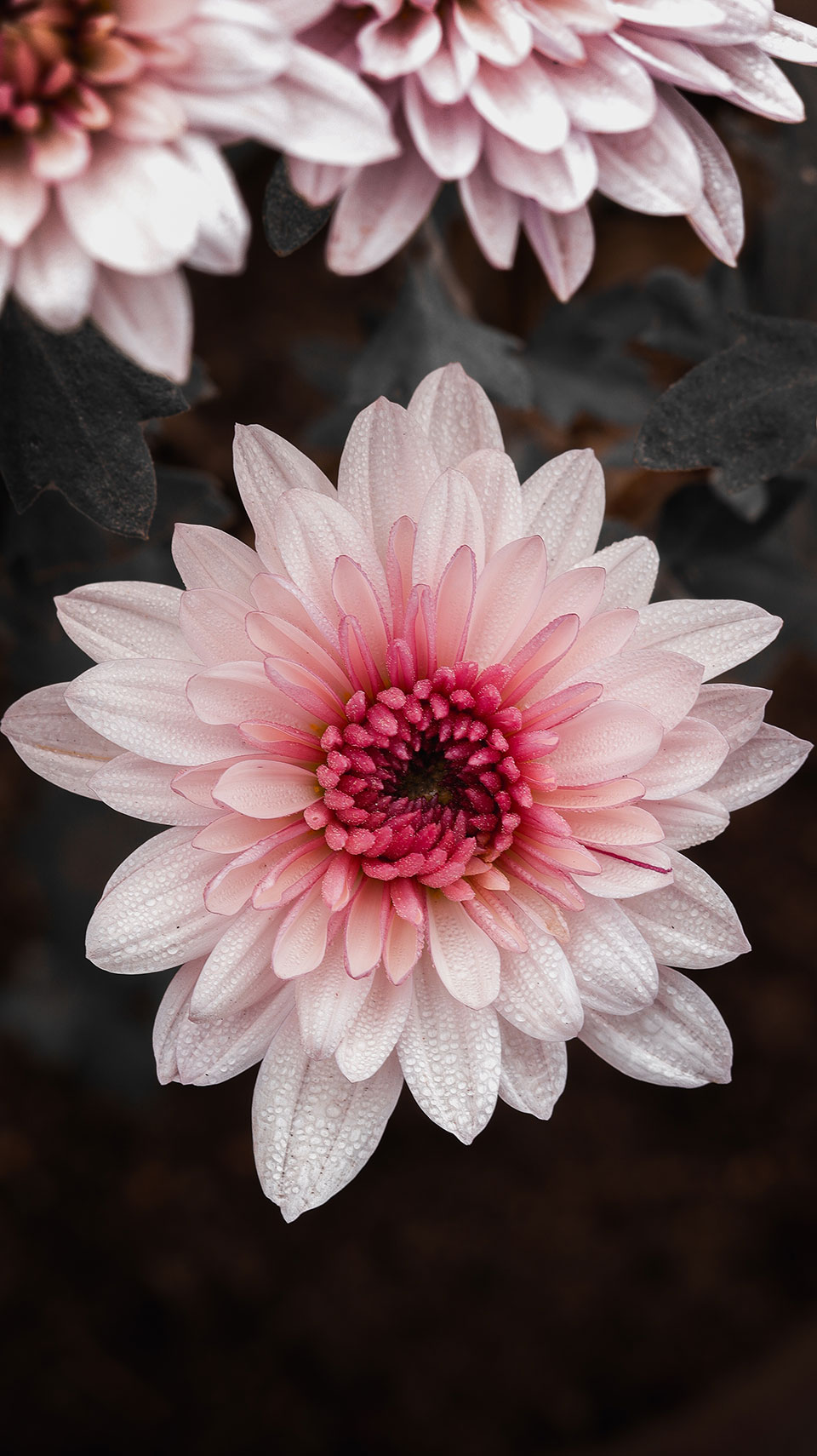 Chrysanthemum