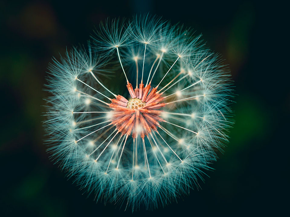 Dandelion