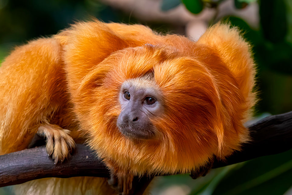 Lion tamarin