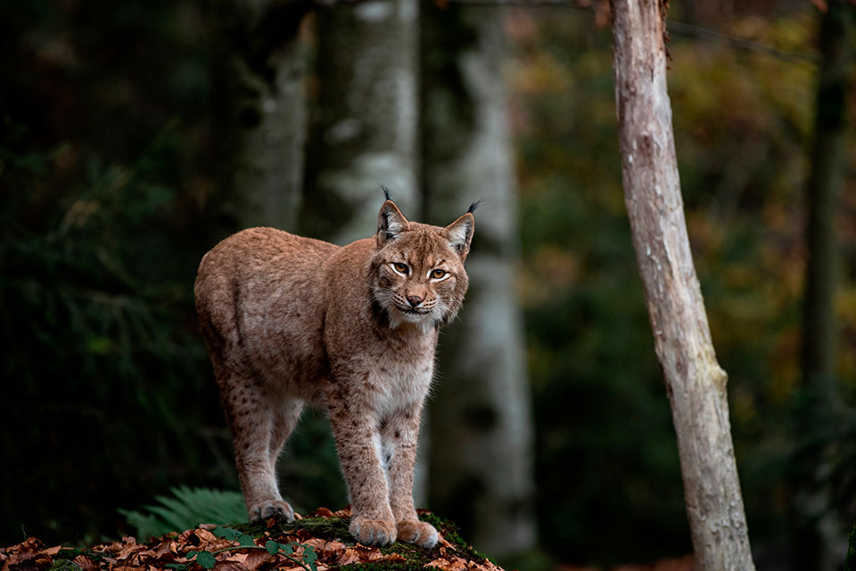 Lynx