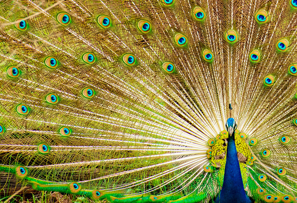 Peacock