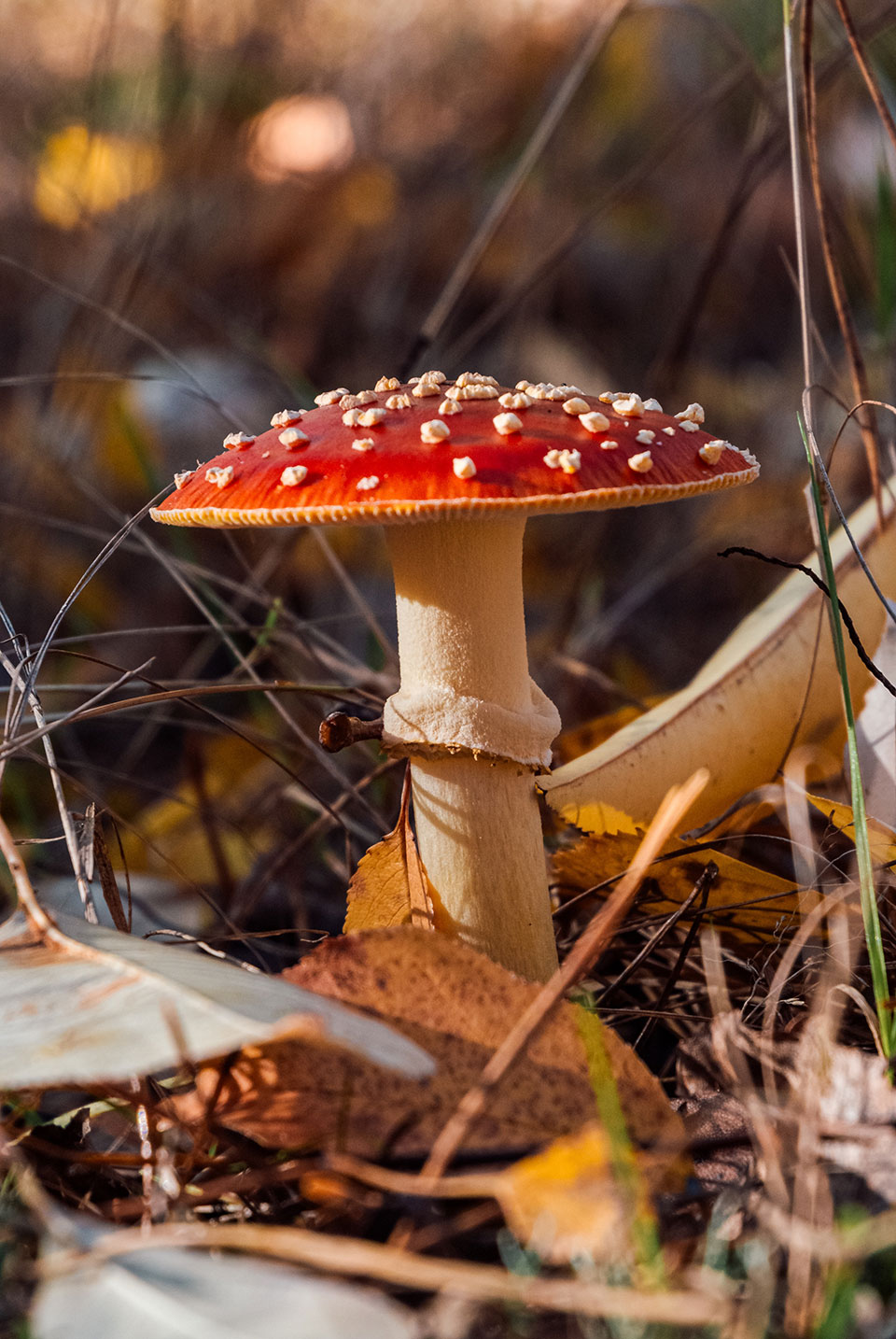 Toadstool